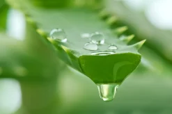 ESI Aloe Vera Täysmehu Papaija & Mustaselja