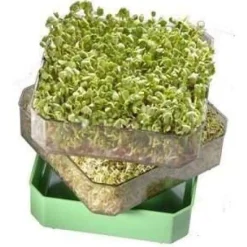 Germline Pinottava Idätysastia