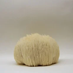 KÄÄPÄ Mushrooms Luomu Lion's Mane sieniuute