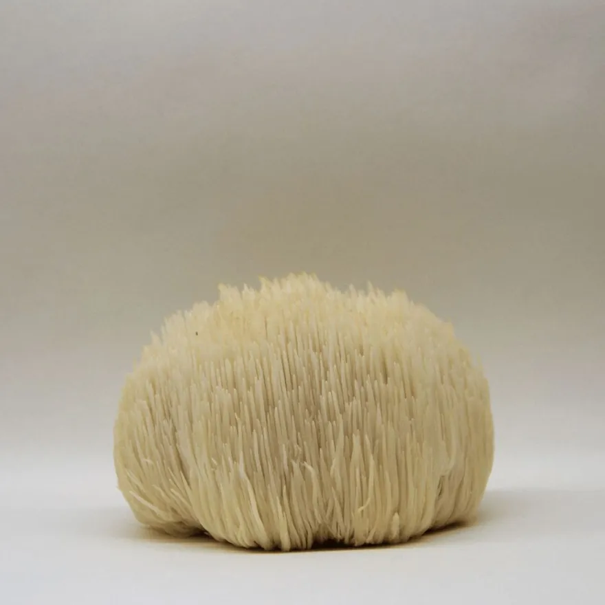 KÄÄPÄ Mushrooms Luomu Lion's Mane sieniuute