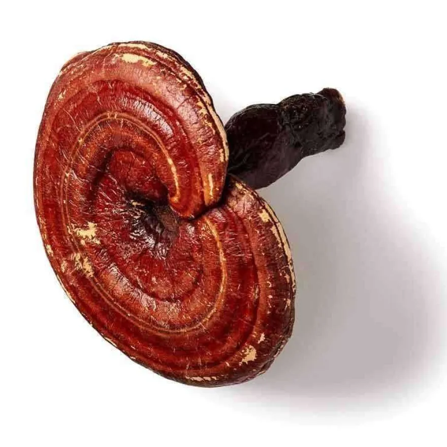Mushrooms For Life Luomu Reishi