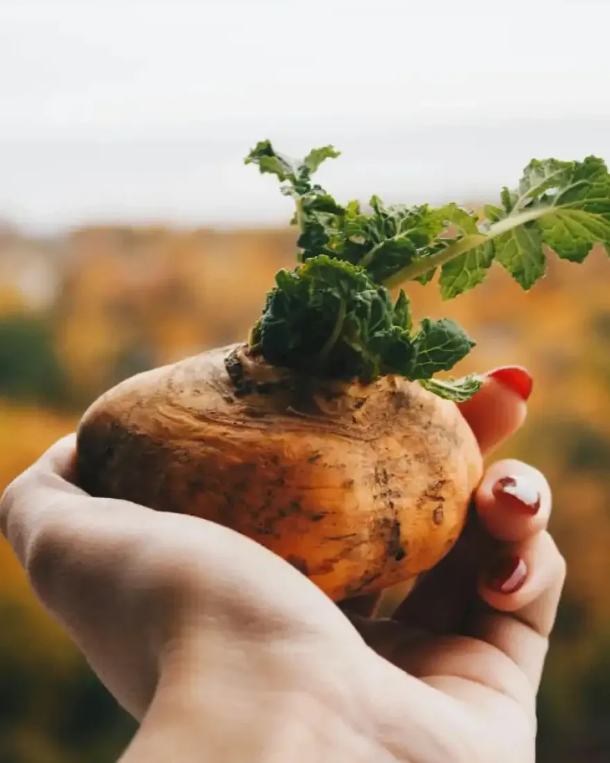 Natura Media Maca
