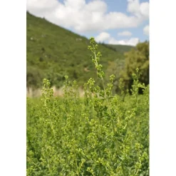 Sonnentor Luomu Oregano