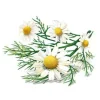 YogiTea Luomu Bedtime tee