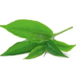 YogiTea Luomu Green Matcha Lemon tee