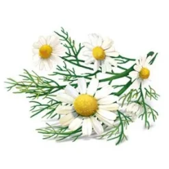 YogiTea Luomu Relax tee